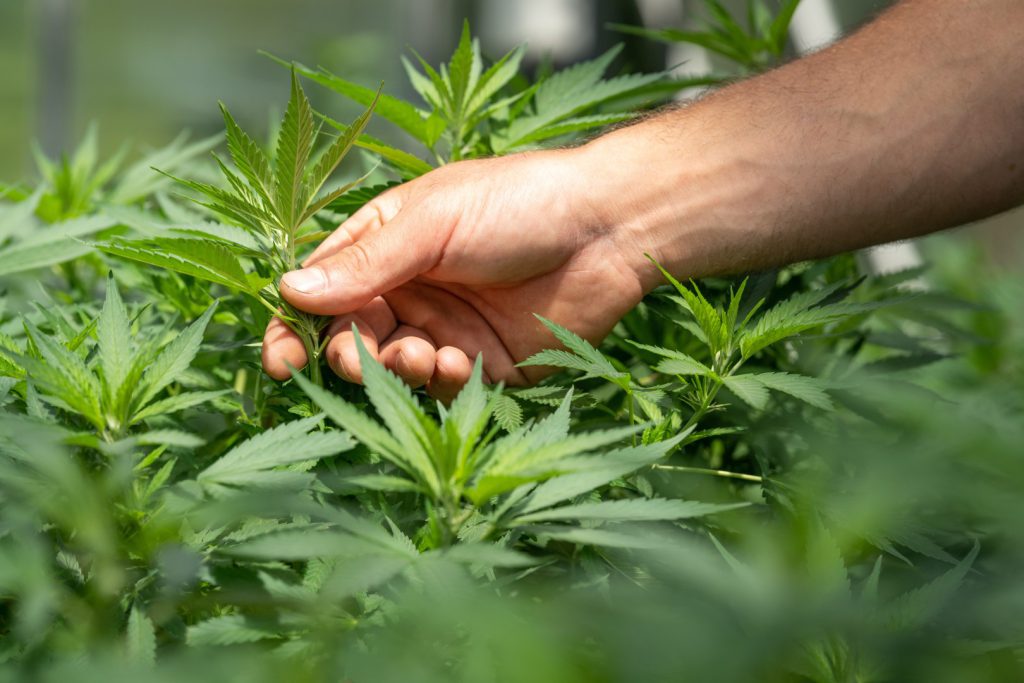 CBD